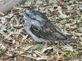 Australian Owlet-nightjar