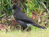 Black-winged Currawong