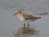 Sharp-tailed Sandpiper