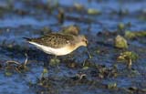 Curlew Sandpiper