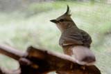 Chiming Wedgebill