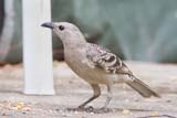 Great Bowerbird