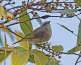 Rufous-banded Honeyeater