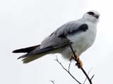 Black-shouldered Kite