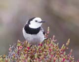 White-fronted Chat