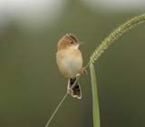 Golden-headed Cisticola