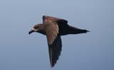 Great-winged Petrel