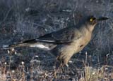 Grey Currawong