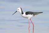 Banded Stilt