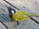 White-eared Honeyeater