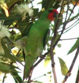 Little Lorikeet