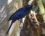 Shining Flycatcher