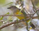 Mangrove Golden Whistler