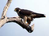 Peregrine Falcon