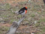 Red-capped Robin