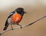 Flame Robin