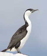 Black-faced Cormorant