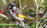 New Holland Honeyeater