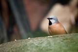 Black-throated Finch