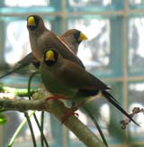 Masked Finch