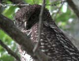 Powerful Owl