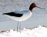 Red-necked Avocet