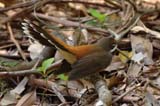 Rufous Fantail