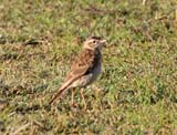 Australasian Pipit