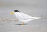 Fairy Tern