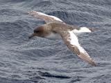 Antarctic Petrel