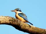 Sacred Kingfisher