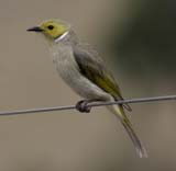 White-plumed Honeyeater