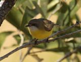 White-throated Gerygone