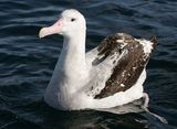 Wandering Albatross