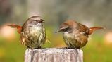 White-browed Scrubwren