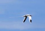 White-tailed Tropicbird