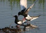 White-winged Black Tern