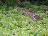 Yellow Bittern