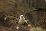 Yellow-nosed Albatross