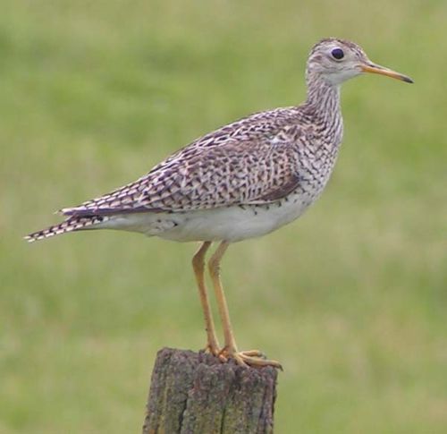 Upland Sandpiper | Bartramia longicauda photo