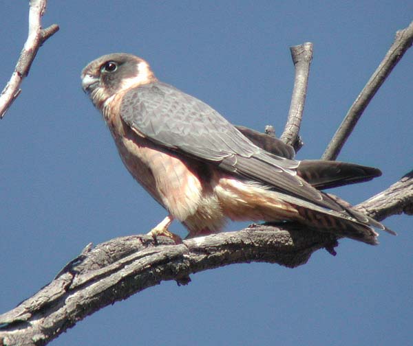 Australian Hobby | Falco longipennis photo