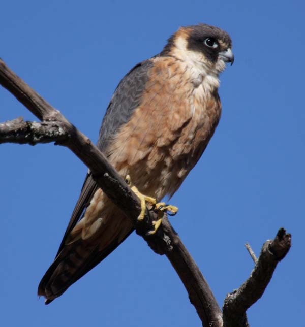 Australian Hobby | Falco longipennis photo