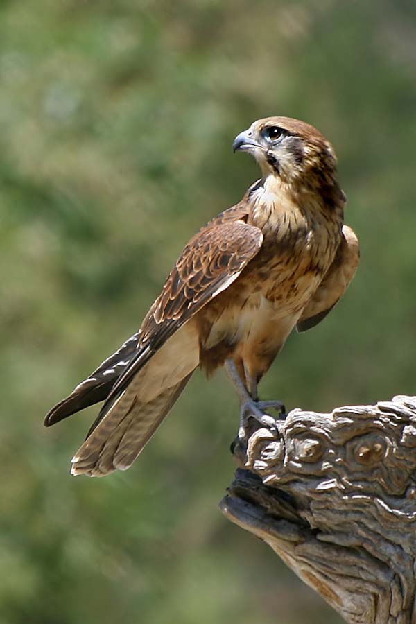 Brown Falcon | Falco berigora photo