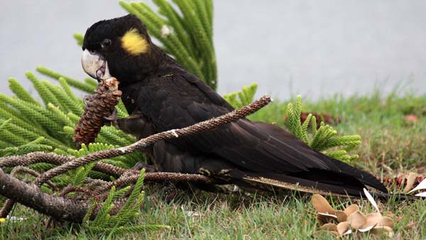 Yellow-tailed Black Cockatoo | Calyptorhynchus funereus photo