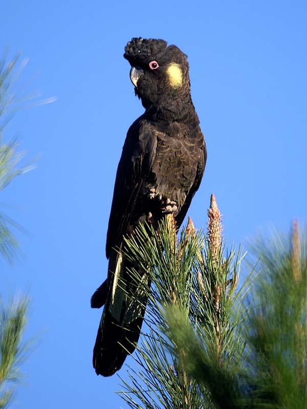 Yellow-tailed Black Cockatoo | Calyptorhynchus funereus photo