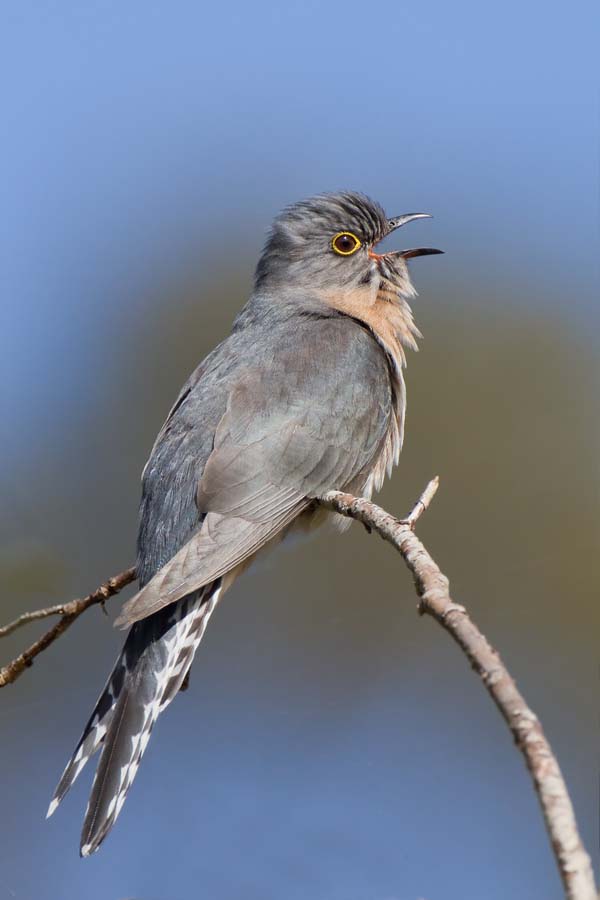 Fan-tailed Cuckoo | Cuculus pyrrhophanus photo