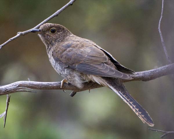 Fan-tailed Cuckoo | Cuculus pyrrhophanus photo