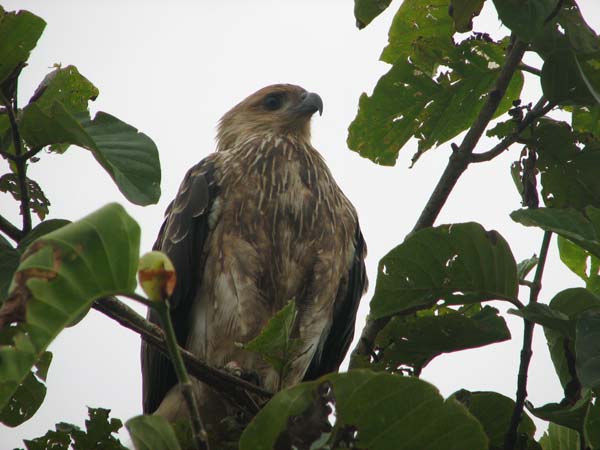 Whistling Kite | Haliastur sphenurus photo