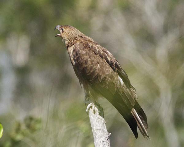 Whistling Kite | Haliastur sphenurus photo