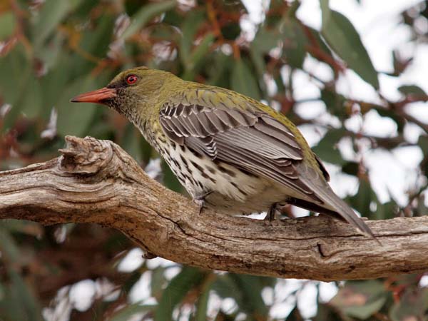 Olive-backed Oriole | Oriolus sagittatus photo